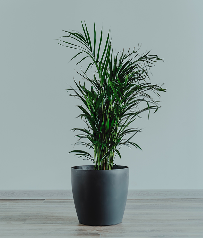 pot image